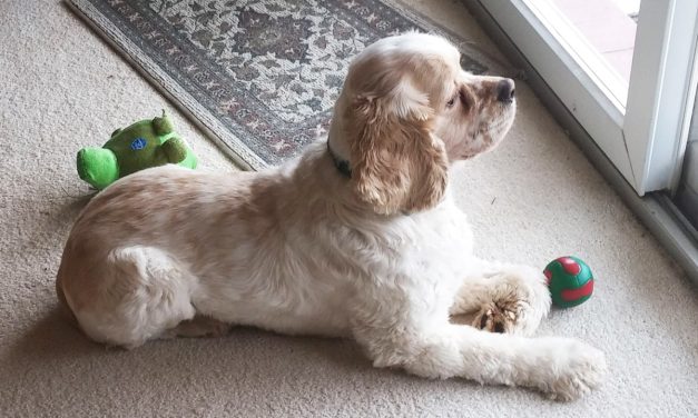 This Dog Saved My Dad
